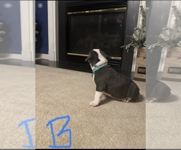 Medium Photo #5 American Bully Puppy For Sale in WINDSOR, PA, USA