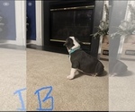 Small Photo #5 American Bully Puppy For Sale in WINDSOR, PA, USA