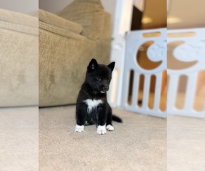 Medium Siberian Husky