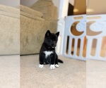 Puppy Onyx Siberian Husky