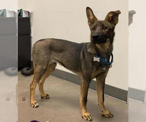 Mutt Dogs for adoption in Berkeley , CA, USA