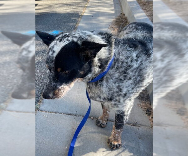 Medium Photo #1 Texas Heeler Puppy For Sale in HESPERIA, CA, USA