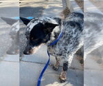Small Texas Heeler