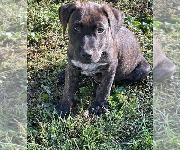 Medium Photo #1 American Pit Bull Terrier-American Staffordshire Terrier Mix Puppy For Sale in Wenonah, NJ, USA
