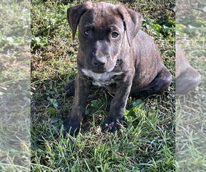 American Pit Bull Terrier-American Staffordshire Terrier Mix Dogs for adoption in Wenonah, NJ, USA