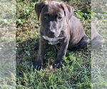 Small American Pit Bull Terrier-American Staffordshire Terrier Mix