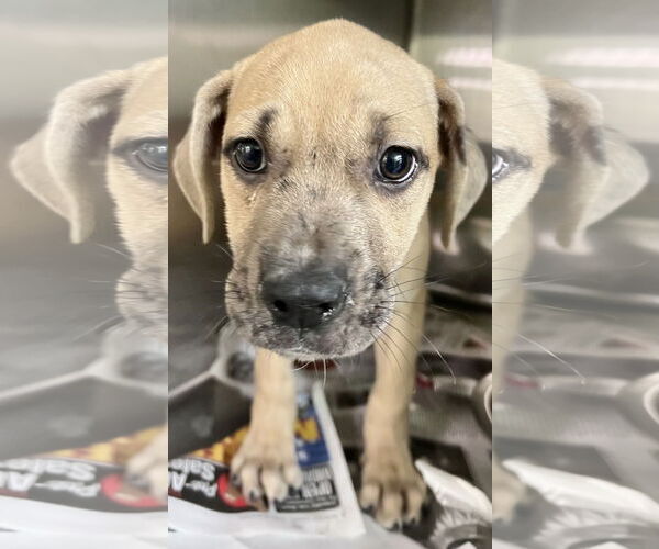 Medium Photo #4 Labrador Retriever-Unknown Mix Puppy For Sale in Royal Palm Beach, FL, USA