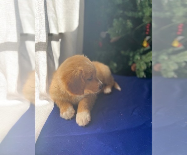 Medium Photo #5 Golden Retriever Puppy For Sale in SAN FERNANDO, CA, USA