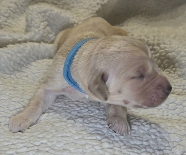 Medium Photo #1 Golden Irish-Golden Retriever Mix Puppy For Sale in DELAND, FL, USA