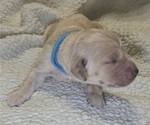 Puppy Light Blue Golden Irish-Golden Retriever Mix