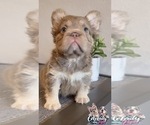 Small #8 French Bulldog