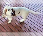 Small #5 Basset Hound