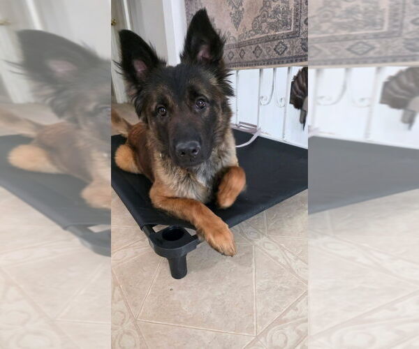 Medium Photo #6 Mutt Puppy For Sale in Imlay City, MI, USA