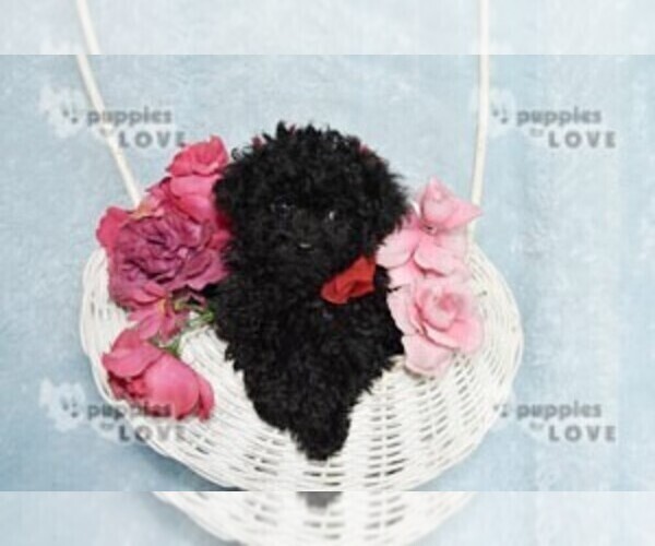 Medium Photo #8 Poodle (Toy) Puppy For Sale in SANGER, TX, USA