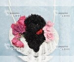 Small #7 Poodle (Toy)