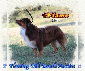 Miniature Australian Shepherd Puppy for sale in FORESTBURG, TX, USA