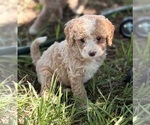Small #3 Goldendoodle (Miniature)