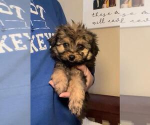 Pomeranian-Poodle (Toy) Mix Puppy for sale in SPARTA, TN, USA