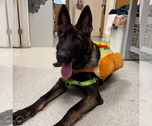 German Shepherd Dog Dogs for adoption in Alameda, CA, USA