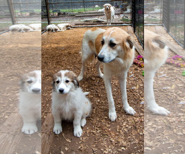 Medium Photo #11 Great Pyrenees Puppy For Sale in Spring, TX, USA