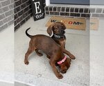 Small Photo #2 Coonhound-Unknown Mix Puppy For Sale in Germantown, OH, USA