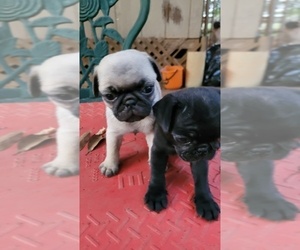 Pug Puppy for sale in JACKSON, MS, USA