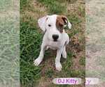 Small #10 Beagle Mix