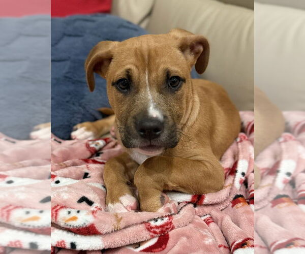 Medium Photo #4 American Staffordshire Terrier-Labrador Retriever Mix Puppy For Sale in Brewster, NY, USA