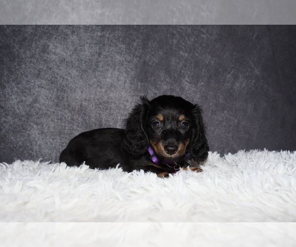 Medium Photo #1 Dachshund Puppy For Sale in INDEPENDENCE, IA, USA