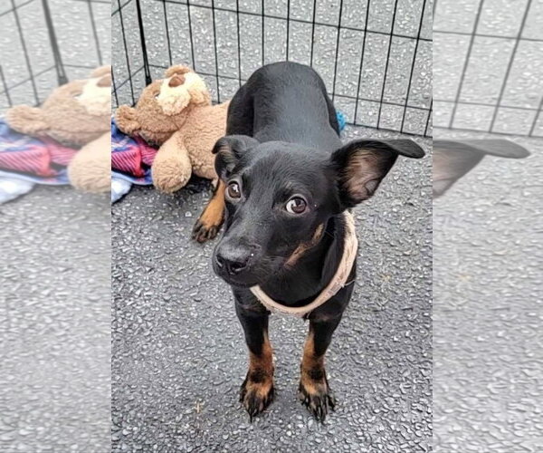 Medium Photo #2 Chihuahua-Labrador Retriever Mix Puppy For Sale in McDonough, GA, USA