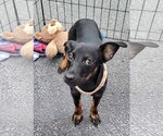 Small #1 Chihuahua-Labrador Retriever Mix