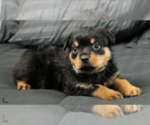 Small Photo #26 Rottweiler Puppy For Sale in ROSEBURG, OR, USA