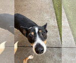 Ellie Mae - Female Rat Terrier-Unknown Mix Dog for Adoption - Small photo