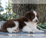 Small #1 Miniature Australian Shepherd