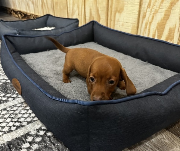 Medium Photo #1 Dachshund Puppy For Sale in CONCORDIA, MO, USA