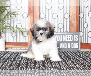 Zuchon Puppy for sale in NAPLES, FL, USA