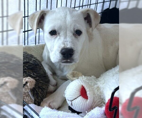 Medium Photo #1 Labrador Retriever-Unknown Mix Puppy For Sale in Dedham, MA, USA