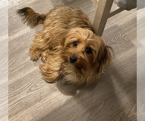 Father of the Morkie puppies born on 10/31/2024