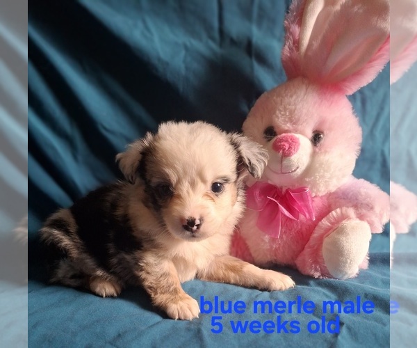 Medium Photo #1 Miniature Australian Shepherd Puppy For Sale in COOLVILLE, OH, USA