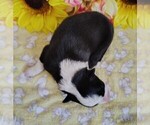 Small #21 Border Collie