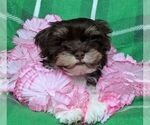 Small #5 Havanese