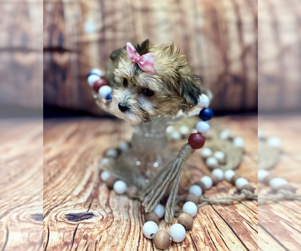 Medium Photo #3 Yo-Chon Puppy For Sale in RIPLEY, MS, USA