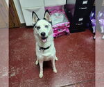 Small #1 Huskies  Mix