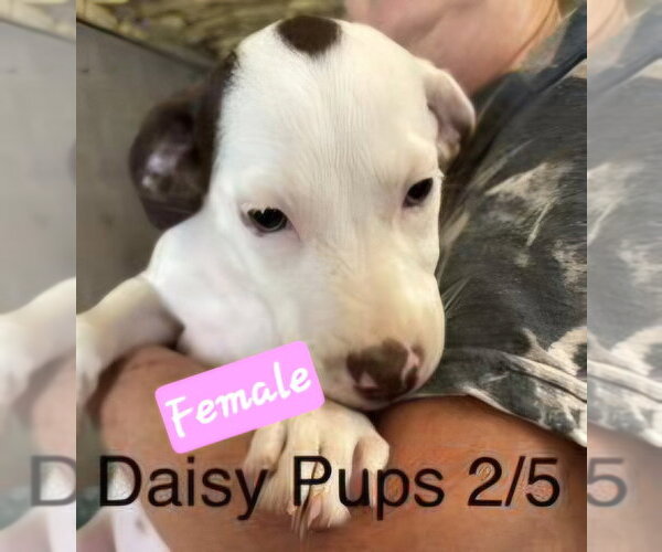 Medium Photo #7 English Springer Spaniel-Pointer Mix Puppy For Sale in Brooksville, FL, USA