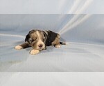 Small Photo #13 Bernedoodle (Miniature) Puppy For Sale in BLACK FOREST, CO, USA