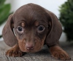 Small #4 Dachshund