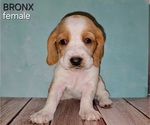 Puppy Bronx Basset Hound