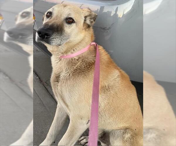 Medium Photo #1 German Shepherd Dog-Unknown Mix Puppy For Sale in HESPERIA, CA, USA