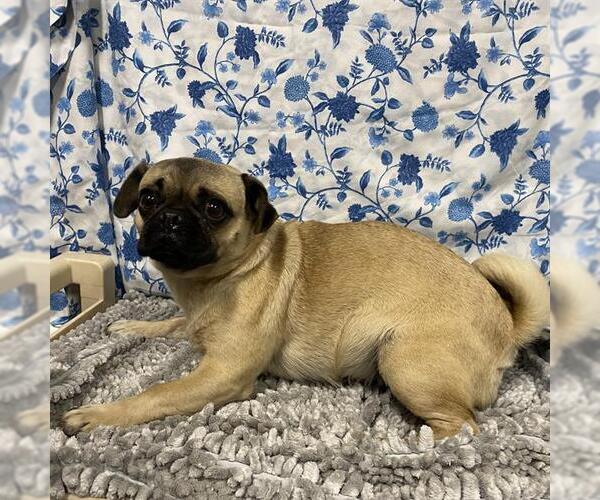 Medium Photo #1 Pug Puppy For Sale in Modesto, CA, USA