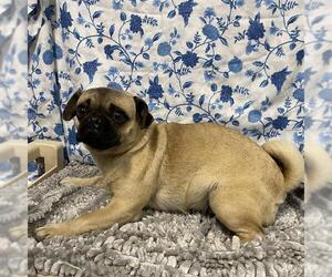 Pug Dogs for adoption in Modesto, CA, USA